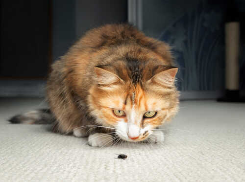 Cat,Hunting,A,Fly.,Multicolored,Female,Cat,Is,Sitting,In