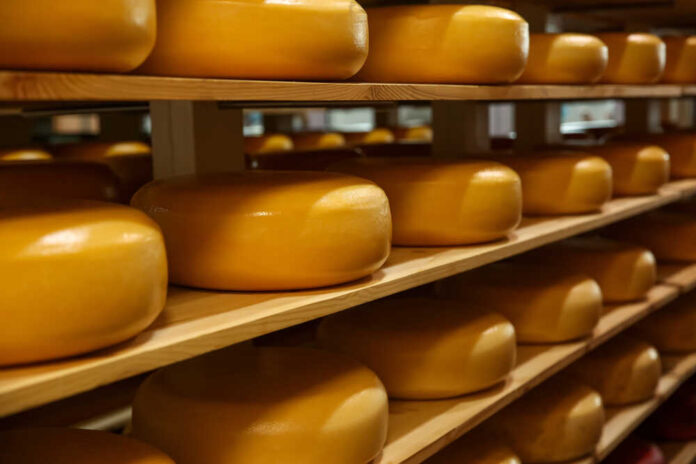 Fresh,Cheese,Heads,On,Rack,In,Factory,Warehouse