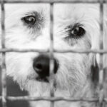 Tragic Fire at Animal Rescue Center Spurs Calls for Better Safety Measures