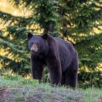 California Homeowner Fights Bear and Officials