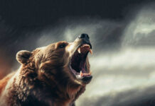 Roaring bear with open mouth against cloudy sky