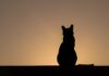 Silhouette of a cat sitting against a sunset