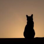 Silhouette of a cat sitting against a sunset
