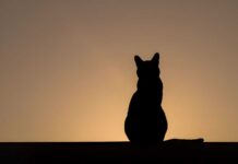 Incredible Drone Feat: Pets Airlifted from Conflict Silhouette of a cat sitting against a sunset