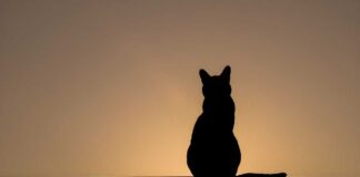 Silhouette of a cat sitting against a sunset