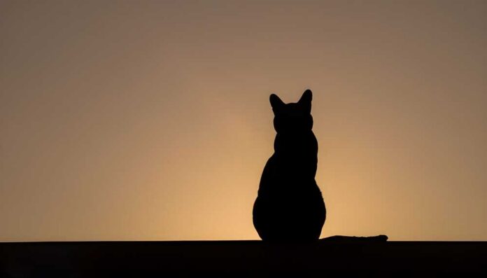 Silhouette of a cat sitting against a sunset