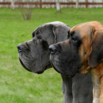 Vet Experts Warn: Old-School Prevention Beats New Drugs Two Great Danes standing side by side in a grassy area