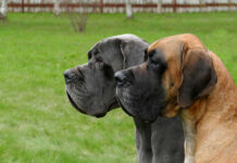 Two Great Danes standing side by side in a grassy area
