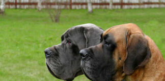 Two Great Danes standing side by side in a grassy area