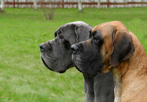 Two Great Danes standing side by side in a grassy area
