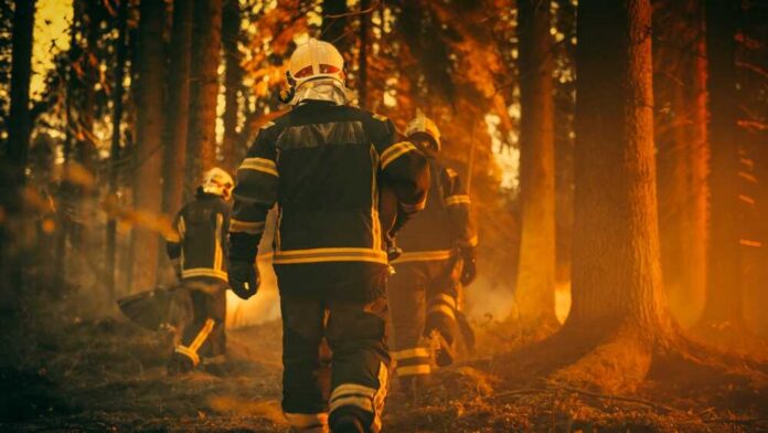 Establishing,Shot:,Team,Of,Firefighters,In,Safety,Uniform,And,Helmets Firefighters walking through a smoky forest during a wildfire