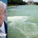 Blue paint peeling off Lincoln Memorial reflecting pool after $14M renovation