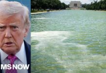 Algae Pics Weaponized Into Trump Drama Blue paint peeling off Lincoln Memorial reflecting pool after $14M renovation