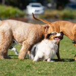 Three dogs playing together in a grassy park