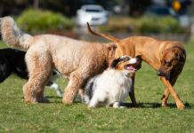 FIDO FIRST: Fans Pay, Budgets Break Three dogs playing together in a grassy park