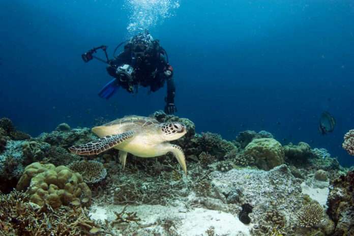 The,Photographer,In,A,Pursuit,Of,A,Turtle.,Diving,On A family of dolphins jumping out of the ocean with splashes of water around them