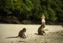 Escaped Zoo Monkeys Target Beachgoers in Wales Korkeasaari Zoo entrance with ticket booths and signage