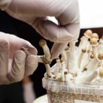 Depression Miracle? Read The Fine Print Gloved hands harvesting small mushrooms from a cultivation container
