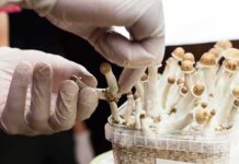 Depression Miracle? Read The Fine Print Gloved hands harvesting small mushrooms from a cultivation container