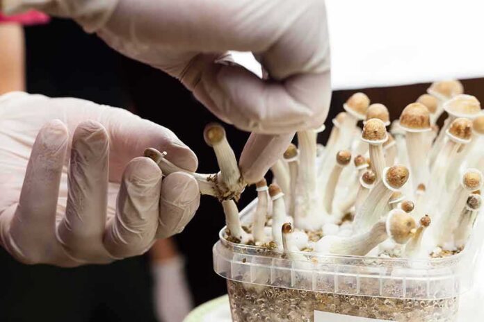 shutterstock_1364558291 Gloved hands harvesting small mushrooms from a cultivation container