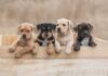 Rabies After ‘Slight’ Scratch? Believe It Four puppies leaning over a wooden box