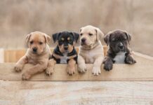 Rabies After ‘Slight’ Scratch? Believe It Four puppies leaning over a wooden box
