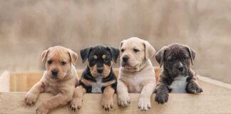 Four puppies leaning over a wooden box