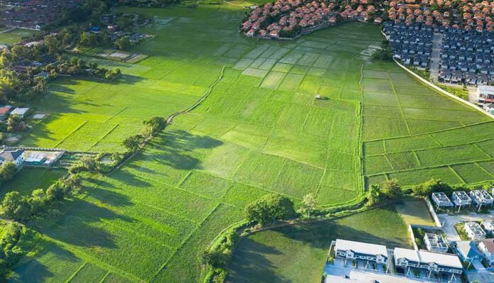 shutterstock_1823673701 Aerial view of green rice fields beside suburban housing
