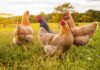 Chickens Abandoned – Kaporos Link? Cops Probe Grim U-Hauls Chickens foraging in a grassy field