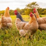 Chickens Abandoned – Kaporos Link? Cops Probe Grim U-Hauls Chickens foraging in a grassy field