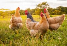 Chickens foraging in a grassy field