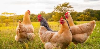 Chickens foraging in a grassy field