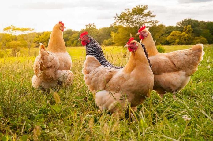 Chickens foraging in a grassy field