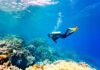 Mass Bleaching Again – Recovery Hints Emerge A scuba diver exploring a vibrant coral reef underwater