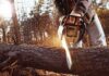 Park Service Tree Math Sparks Court Freeze: Chainsaws Stopped Person using a chainsaw to cut a fallen tree trunk
