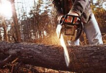 Park Service Tree Math Sparks Court Freeze: Chainsaws Stopped Person using a chainsaw to cut a fallen tree trunk