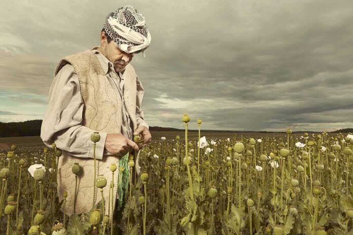shutterstock_669963112 Farmer in a poppy field under cloudy sky