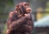 Chimpanzee resting with hand under chin