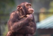 Gibbon Pipeline Hits India – Syndicate Routes Exposed At Airports Chimpanzee resting with hand under chin