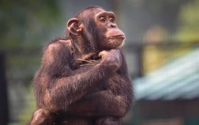 Chimpanzee resting with hand under chin