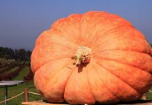 Pumpkin Patch Panic: E. Coli Scare Shuts Popular Farm A large orange pumpkin displayed in a field